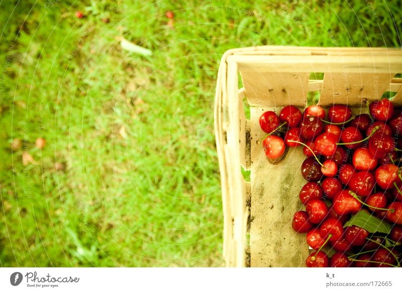 Kirschenernte Farbfoto Außenaufnahme Tag Lebensmittel Frucht Sommer Garten Gartenarbeit Gras Wiese frisch Gesundheit natürlich Sauberkeit grün rot Natur rein