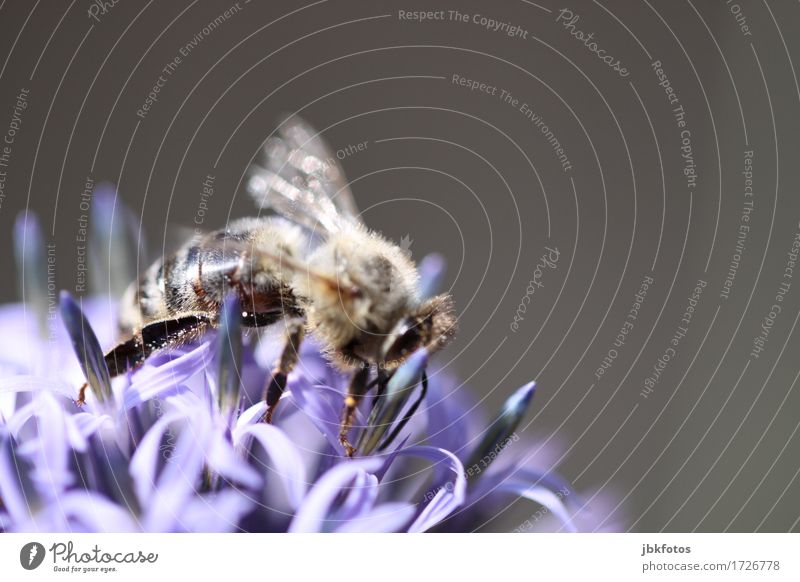 Besuch bei der Kugeldistel Lebensmittel Ernährung Bioprodukte Honig Dessert Umwelt Natur Pflanze Tier Distel kugeldistel Garten Nutztier Biene 1 schön