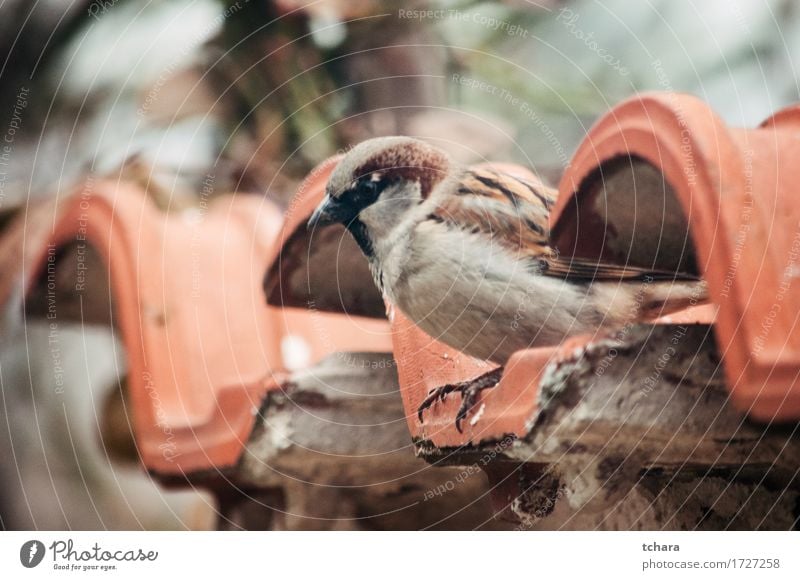 Spatz schön Haus Natur Baum Blatt Vogel sitzen niedlich wild braun grün Ast Tierwelt Feder Sperlinge Schnabel Ornithologie Sitzgelegenheit Vorübergehender