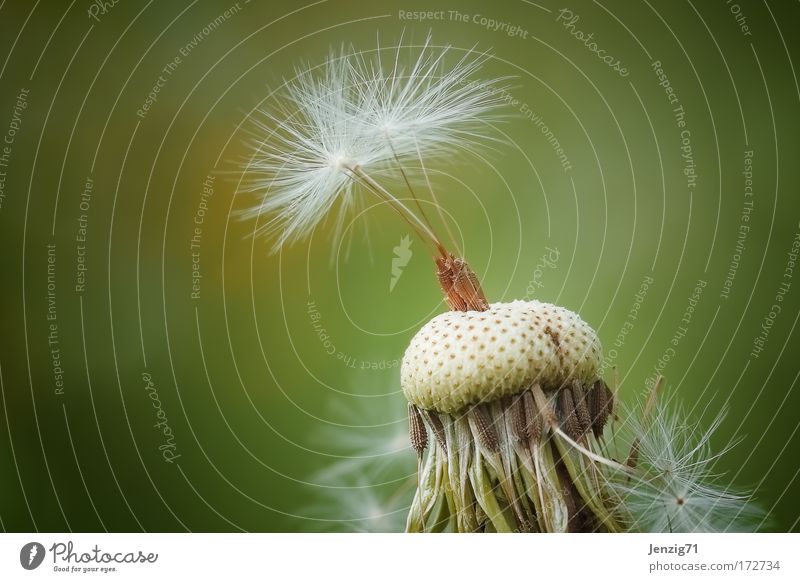 Pusteblume. Farbfoto Gedeckte Farben Außenaufnahme Nahaufnahme Detailaufnahme Makroaufnahme Menschenleer Textfreiraum links Textfreiraum rechts