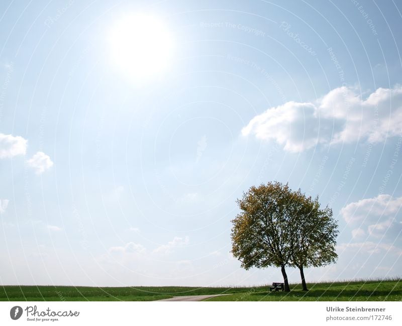 Baumpaar im Frühling mit weitem Himmel Farbfoto Außenaufnahme Textfreiraum links Textfreiraum oben Hintergrund neutral Tag Weitwinkel harmonisch Natur