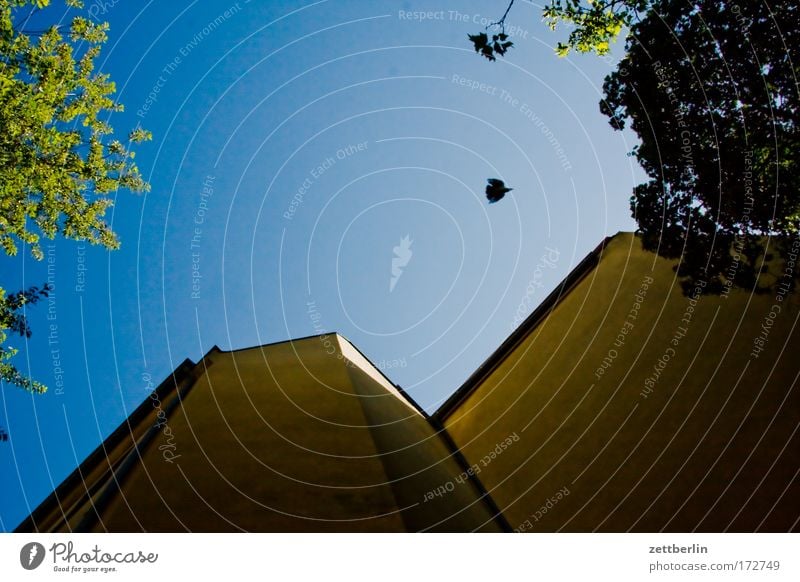 Hinterhof mit Taube Hinterhalt hinten Stadthaus Haus Gebäude Mauer Brandmauer Mieter Vermieter Himmel Sommer grün Baum Blatt Pflanze Sauerstoff Schatten