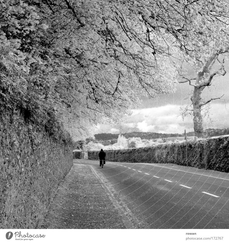 fahrradfahrer Schwarzweißfoto Außenaufnahme Tag Zentralperspektive Mensch 1 Straßenverkehr Fahrradfahren Wege & Pfade reisend Fahrradtour Republik Irland Baum