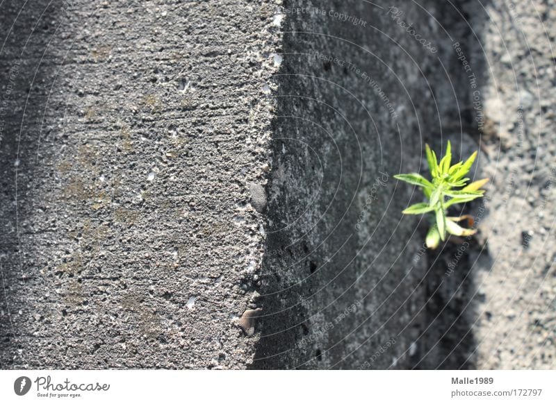 Wenn ich mal groß bin ... Farbfoto Außenaufnahme Menschenleer Tag Sonnenlicht Umwelt Natur Pflanze Sommer Schönes Wetter Sträucher Grünpflanze Wiese Bielefeld