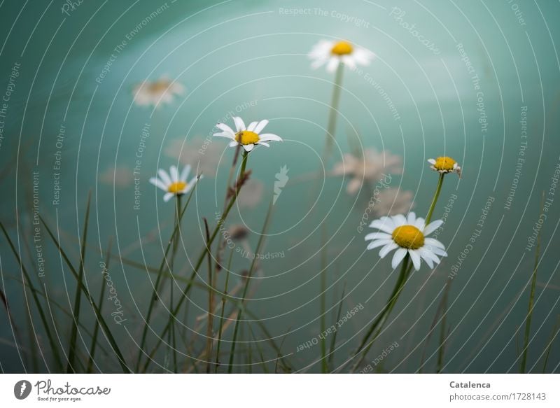 Überschwemmung, Margeriten vor überschwemmter Wiese Sommer wandern Natur Pflanze Wasser Klimawandel schlechtes Wetter Blume Blüte Alpen Berge u. Gebirge