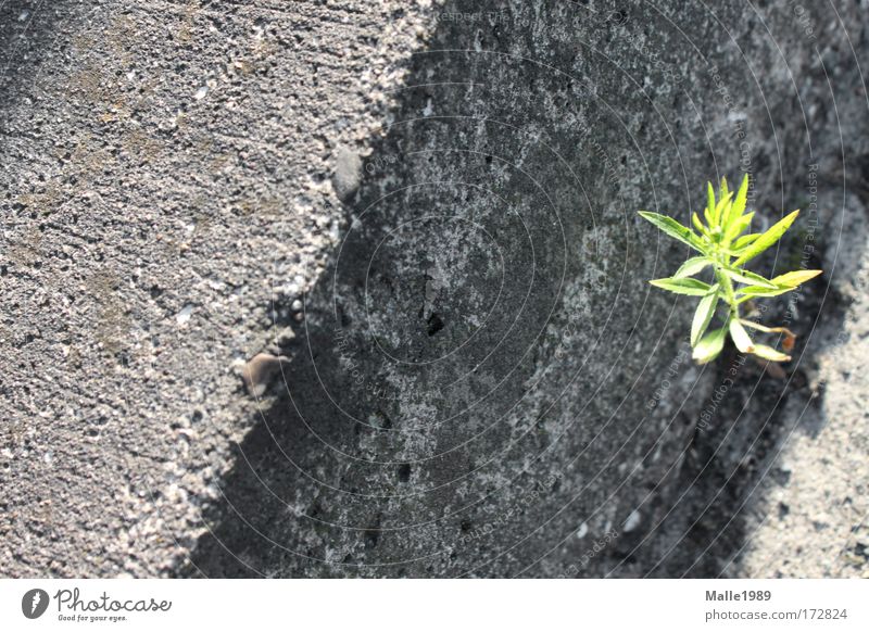 Ich wachs wo ich will ... Farbfoto Außenaufnahme Menschenleer Tag Umwelt Natur Pflanze Erde Sommer Schönes Wetter Sträucher Grünpflanze Wiese Bielefeld Brücke