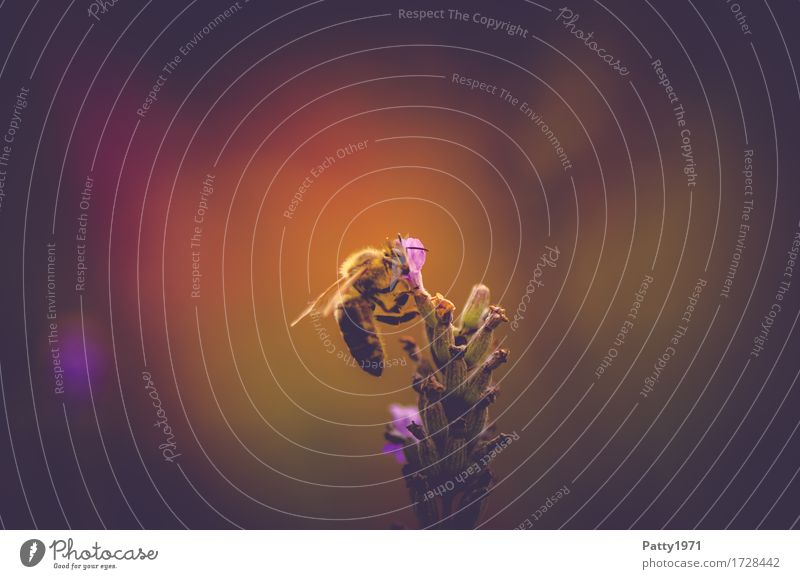 Pollensammlerin Tier Nutztier Biene 1 Arbeit & Erwerbstätigkeit Fressen braun gelb violett rot fleißig Ausdauer nachhaltig Natur Farbfoto Gedeckte Farben