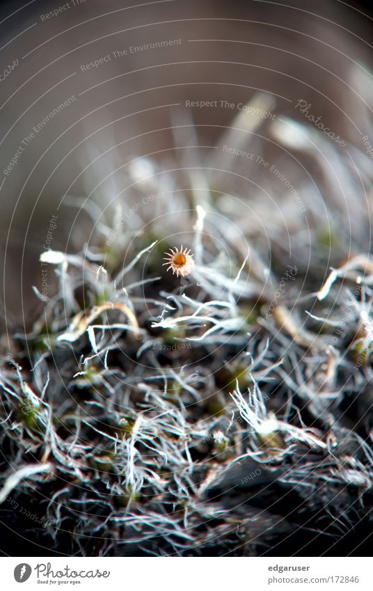 tiny little flower Farbfoto Außenaufnahme Nahaufnahme Detailaufnahme Makroaufnahme Menschenleer Textfreiraum oben Textfreiraum unten Kontrast Unschärfe