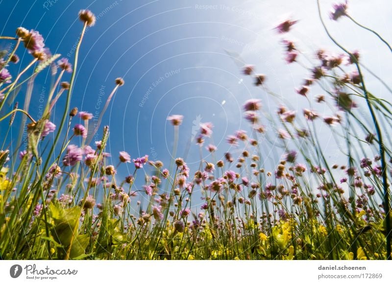 blühendes Schnittlauch im Wind mehrfarbig Makroaufnahme Menschenleer Textfreiraum oben Textfreiraum Mitte Tag Sonnenlicht Sonnenstrahlen Bewegungsunschärfe