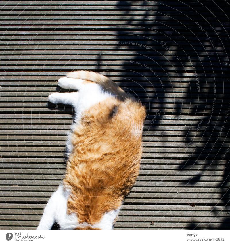 caput secare adhuc bene facit Farbfoto Außenaufnahme Textfreiraum rechts Textfreiraum oben Tag Schatten Sonnenlicht Vogelperspektive Tier Haustier Katze 1