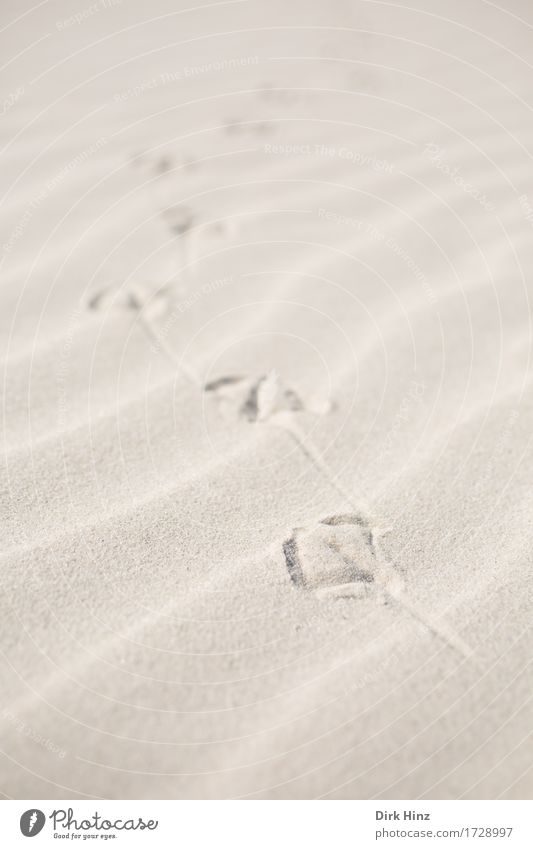 Spuren im Sand Leben Sinnesorgane Ferien & Urlaub & Reisen Tourismus Ausflug Sommer Sommerurlaub Sonne Strand Meer Insel Umwelt Natur Landschaft Küste Nordsee