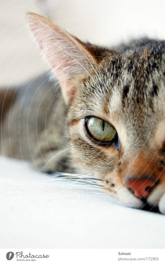 mogli, the cat II Haare & Frisuren Ohr Tier Haustier Katze Tiergesicht Fell 1 beobachten Erholung liegen Auge Farbfoto Makroaufnahme Starke Tiefenschärfe