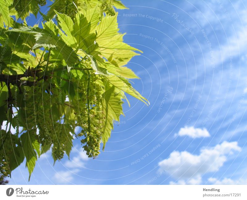 Die Sonne färbt die Blätter grün Blauer Himmel schöner Frühlingstag prächtige Farben grüne Blätter