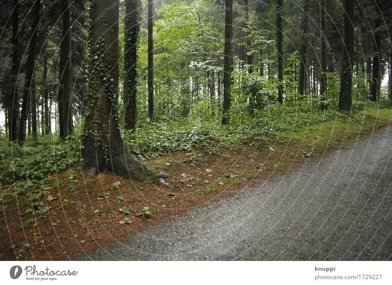 Waldweg Umwelt Natur Landschaft Pflanze Wasser Sonnenlicht Frühling Sommer Klima Wetter schlechtes Wetter Regen außergewöhnlich dunkel dünn elegant frisch