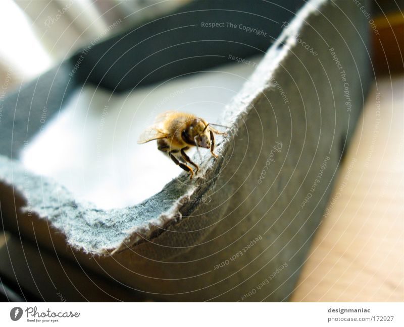 Pool Biene Farbfoto Innenaufnahme Tag Schwache Tiefenschärfe Tierporträt Papier Schalen & Schüsseln Kasten fliegen Fressen krabbeln klein grau Stolz Ehre