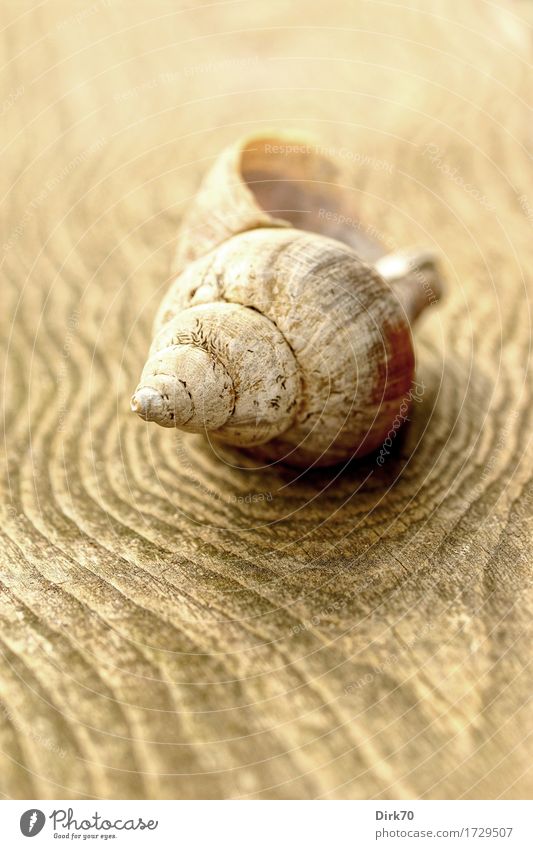 Schnecken-Stillleben Ferien & Urlaub & Reisen Sommer Strand Natur Tier Totes Tier Wasserschnecken Wellhornschnecken Schneckenhaus Hülle Schalenweichtier 1