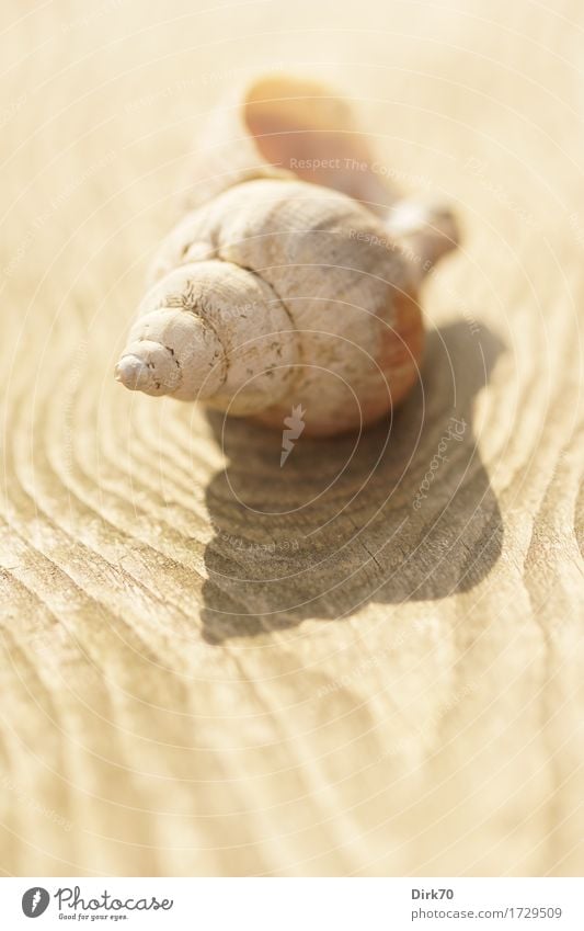 Erinnerung an die See Ferien & Urlaub & Reisen Tourismus Sommer Sommerurlaub Natur Tier Schönes Wetter Totes Tier Muschel Schnecke Schneckenhaus Meerestier