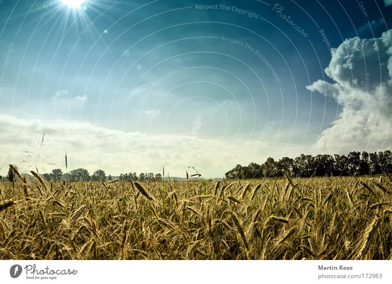 über land Leben Ausflug Sommer Natur Landschaft Himmel Wolken Sonnenlicht Wetter Getreide Gerste Gerstenfeld Feld ästhetisch bedrohlich schön wild blau braun