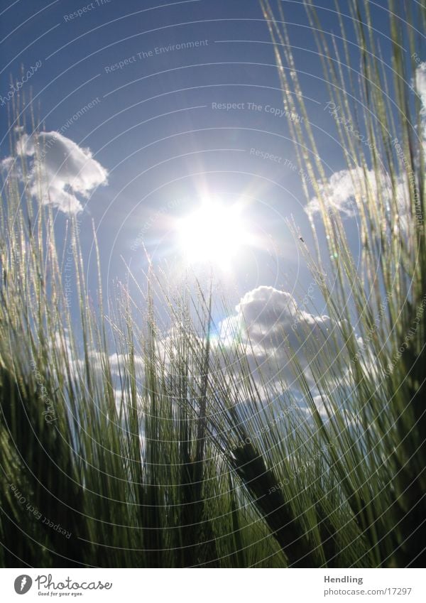 Sonnenfeld Feld Lichtschweif Wolken um die Sonne herum schöner Tag