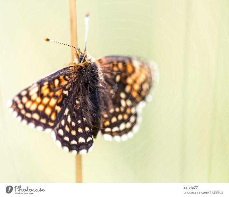 Sonne tanken Umwelt Natur Tier Sonnenlicht Sommer Schönes Wetter Wildtier Schmetterling Flügel Schuppen Fühler Insekt scheckenfalter 1 genießen Liebe Wärme