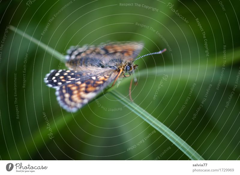 Balance Umwelt Natur Pflanze Tier Sommer Gras Grünpflanze Wildtier Schmetterling Flügel Fühler Insekt 1 grün Zufriedenheit Leben Leichtigkeit Perspektive