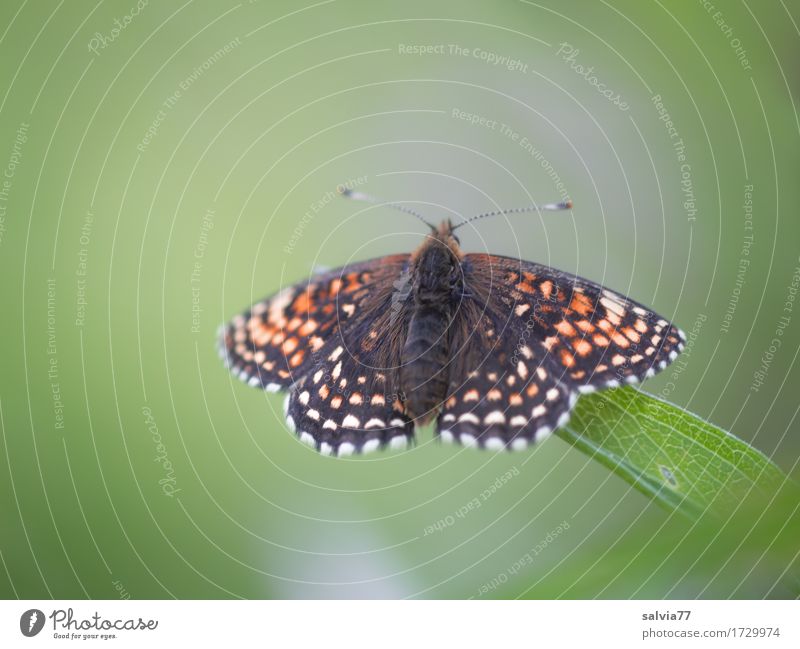 erst mal Sonne tanken Natur Sommer Pflanze Blatt Wiese Tier Schmetterling Flügel Insekt 1 genießen schön grün orange schwarz ästhetisch einzigartig Erholung