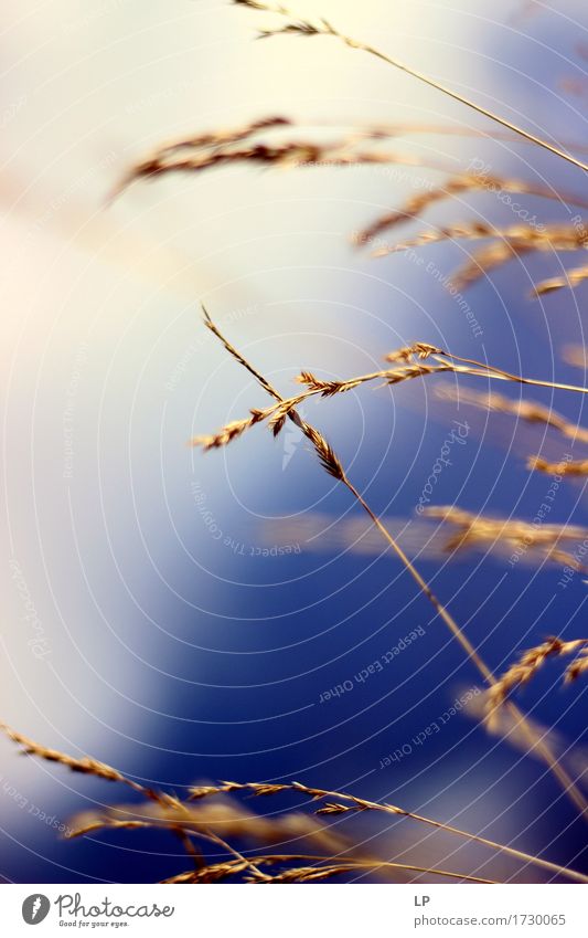 windig 2 Umwelt Natur Pflanze Urelemente Luft Himmel Sonnenlicht Frühling Sommer Herbst Schönes Wetter Nutzpflanze Wildpflanze Garten schön trocken Wärme