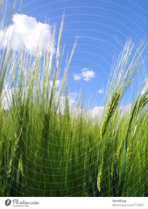 Blau kommt vor Grün Wolken Blau-Grün Kontrast Feld wird vom Wind durchkämmt Getreibe