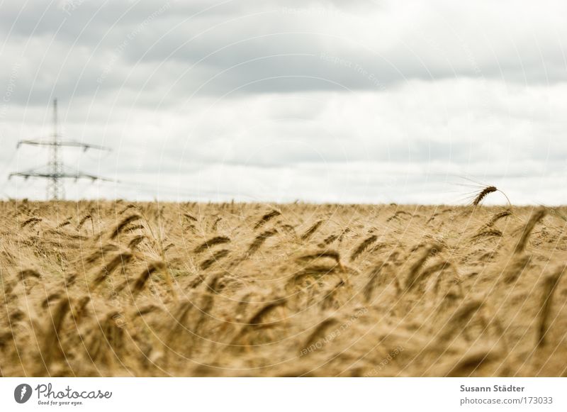 Field Of Gold Farbfoto Gedeckte Farben Außenaufnahme Strukturen & Formen Menschenleer Textfreiraum links Textfreiraum rechts Textfreiraum oben