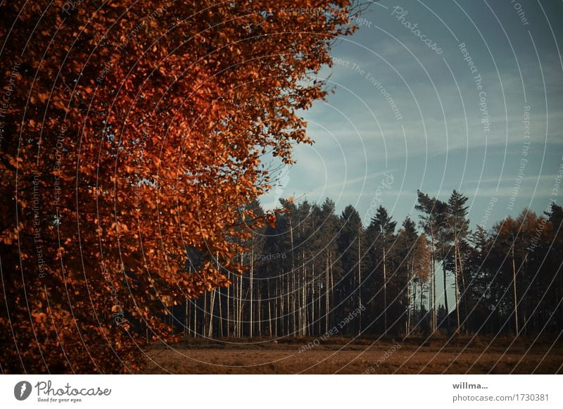 offene Verwaldungsstelle Wald Nadelwald herbstlich Natur Landschaft Herbst Schönes Wetter Baum Laubbaum Buche Feld natürlich Herbstfärbung Herbstlandschaft