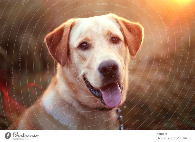 treue Seele Natur Landschaft Sommer Schönes Wetter Feld Tier Haustier Hund 1 Lächeln leuchten Blick Freundlichkeit Fröhlichkeit natürlich niedlich gold orange