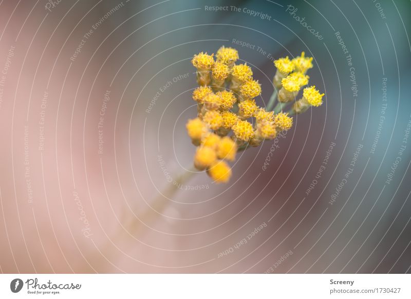 Gelbes Pack Natur Pflanze Blume Sträucher Park Wiese Blühend Wachstum klein gelb Farbfoto Außenaufnahme Makroaufnahme Schwache Tiefenschärfe