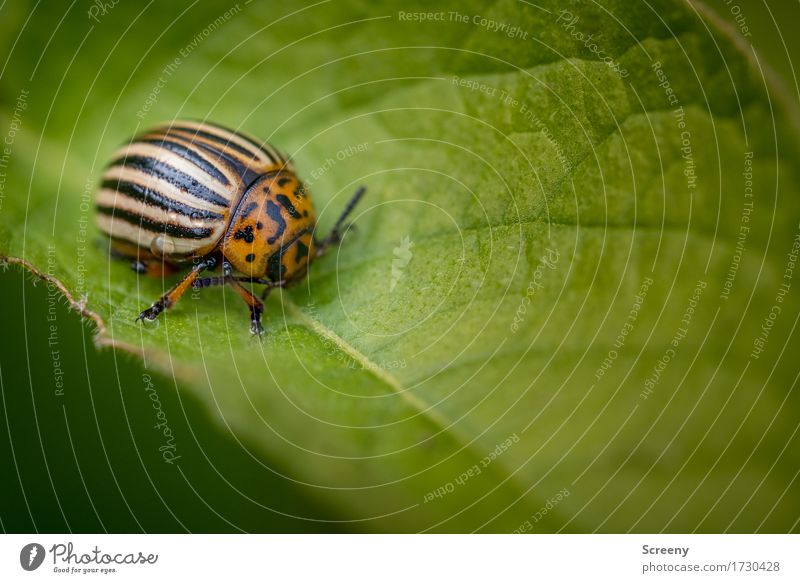 Der Kartoffel größter Feind Natur Pflanze Tier Frühling Sommer Blatt Feld Wildtier Käfer 1 krabbeln klein braun grün orange schwarz Kartoffelkäfer Farbfoto