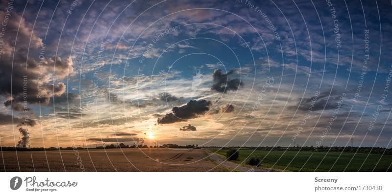 Heimkehr Umwelt Natur Landschaft Pflanze Erde Luft Himmel Wolken Horizont Sonne Sonnenaufgang Sonnenuntergang Sonnenlicht Sommer Schönes Wetter Nutzpflanze