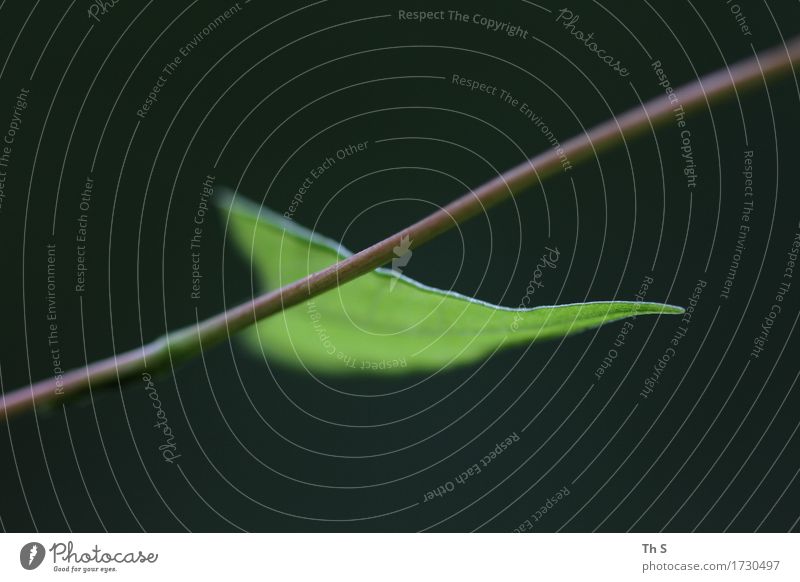 Blatt Natur Pflanze Frühling Sommer Blühend ästhetisch authentisch einfach elegant frisch natürlich braun grün Gelassenheit geduldig ruhig einzigartig