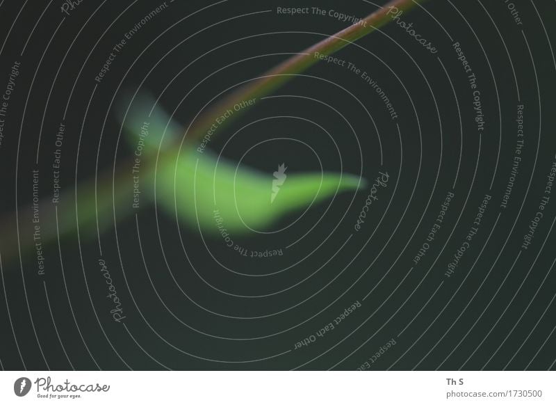 Blatt Natur Pflanze Frühling Sommer Bewegung Blühend ästhetisch authentisch einfach elegant frisch natürlich braun grün Gelassenheit geduldig ruhig einzigartig