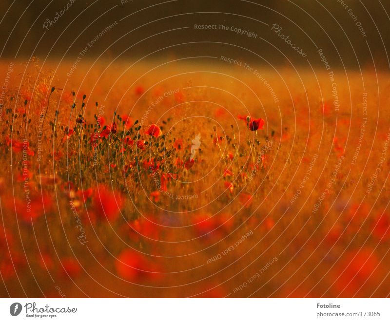 Sommerwiese III Farbfoto mehrfarbig Außenaufnahme Menschenleer Tag Abend Licht Sonnenlicht Sonnenaufgang Sonnenuntergang Unschärfe Umwelt Natur Landschaft