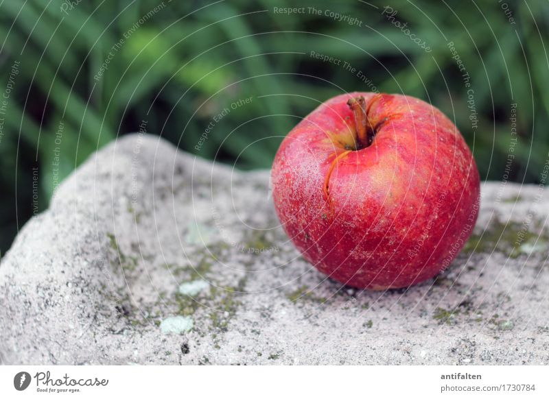 Rotbäckchen Lebensmittel Frucht Apfel Stengel Ernährung Essen Frühstück Mittagessen Bioprodukte Vegetarische Ernährung Diät Fasten Saft Umwelt Natur Sommer