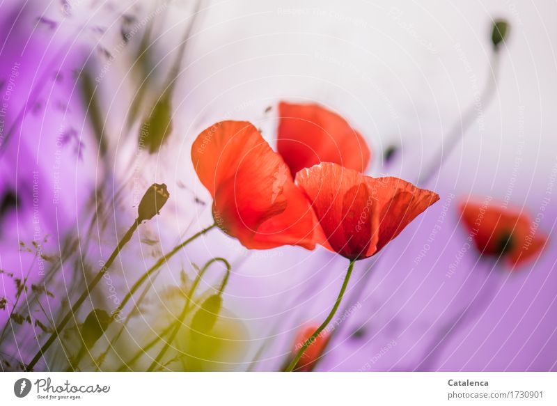 Mohn am Montag; Klatschmohn vor rosa Hintergrund Natur Pflanze Luft Himmel Sommer Blume Gras Garten Wiese Blühend grün orange Vergänglichkeit