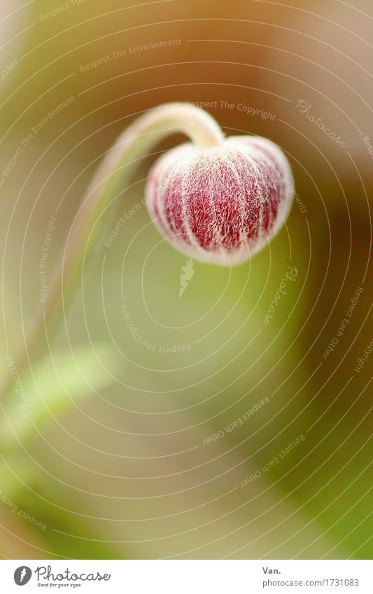 Ball mit Henkel Natur Pflanze Frühling Blume Blüte Blütenknospen Garten Wiese Blühend Wachstum braun grün rosa rot Farbfoto mehrfarbig Außenaufnahme