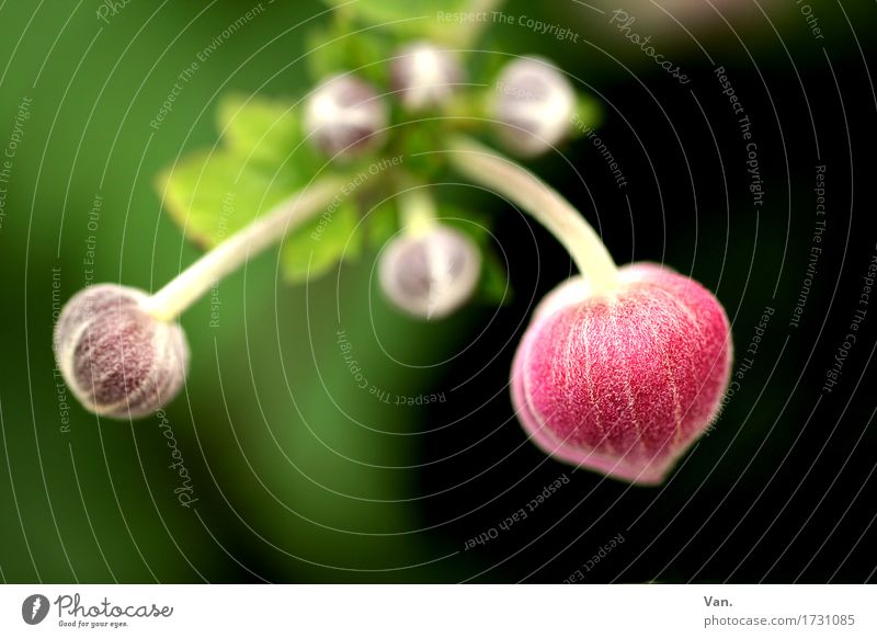 doppeltes Lottchen Natur Pflanze Frühling Sträucher Blatt Blüte Blütenknospen Garten Blühend grün rosa schwarz Farbfoto mehrfarbig Außenaufnahme Makroaufnahme