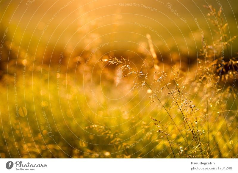 Abendstimmung Natur Landschaft Pflanze Wassertropfen Sonne Sonnenlicht Sommer Schönes Wetter Regen Gras Wildpflanze Feld Stimmung Zufriedenheit ruhig ästhetisch