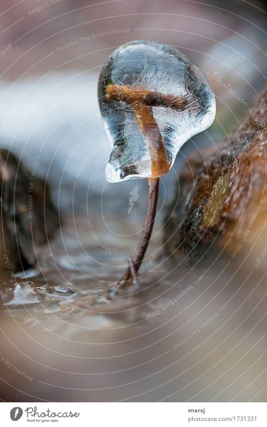 Eis am Stiel Natur Wasser Winter Frost außergewöhnlich authentisch kalt Ast Eisblock natürlich eingeschlossen Kühlung seltsam undefinierbar bewegungslos