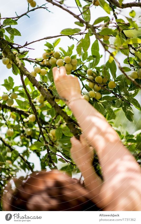 Mirabellenernte 1 feminin Arme Hand Mensch Sommer Baum Nutzpflanze genießen marillen Pflaume Pflaumenbaum Frucht Obstbaum Ernte Garten pflücken Farbfoto