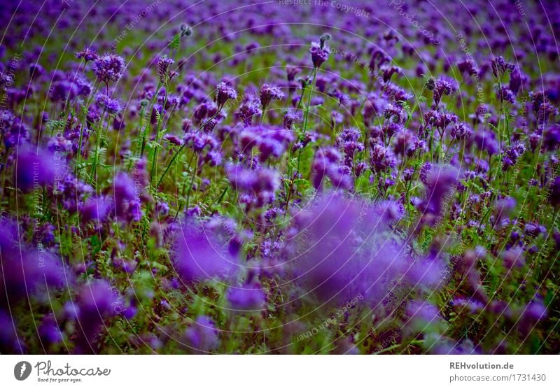 Lila Blumen Feld lila Blüte Pflanzen Blühend Sommer grün Farbfoto natürlich Natur Frühling schön Garten Umwelt Außenaufnahme violett Tag Schwache Tiefenschärfe