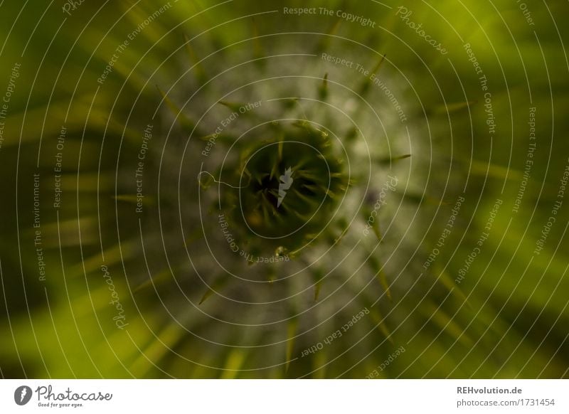 Distel Umwelt Natur Pflanze Blüte Grünpflanze Garten grün Blütenknospen Stachel rund Distelrosette Farbfoto Außenaufnahme Nahaufnahme Detailaufnahme