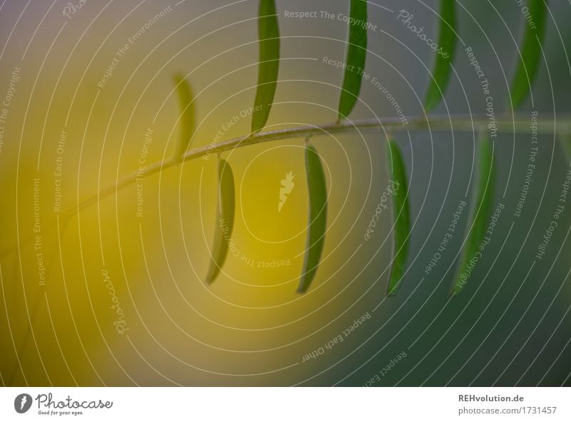 Natur Umwelt Pflanze Blatt Garten gelb grün Hintergrundbild natürlich Farbfoto Außenaufnahme Nahaufnahme Detailaufnahme Textfreiraum links Tag Unschärfe