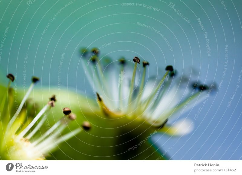 Blütennachbar schön Garten Umwelt Natur Pflanze Sommer Klima Wetter Schönes Wetter Baum Blume Grünpflanze einzigartig klein natürlich Einsamkeit entdecken