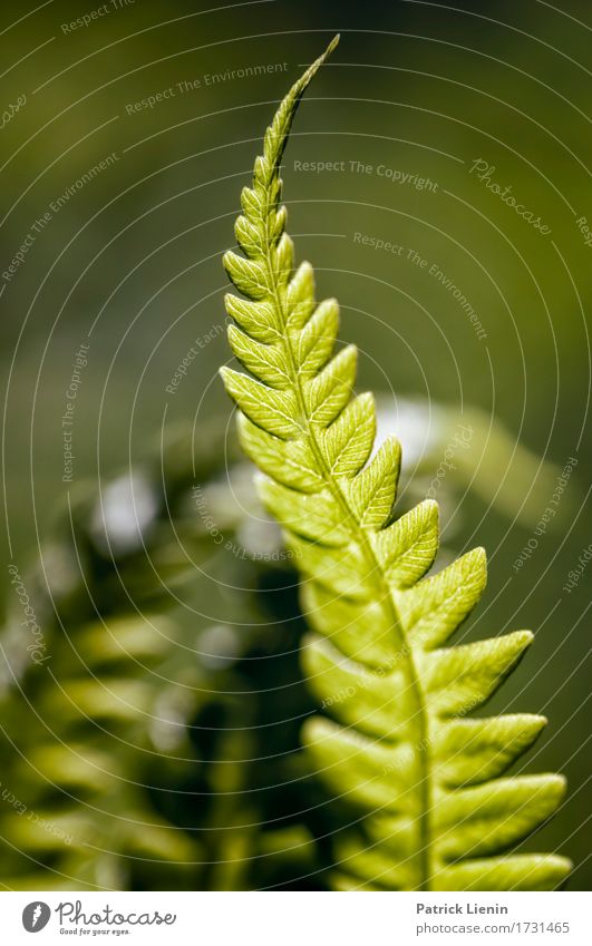 Green Arrow schön Sommer Sonne Umwelt Natur Landschaft Pflanze Farn Blatt Grünpflanze Wald Urwald Linie Wachstum frei Freundlichkeit Fröhlichkeit hoch