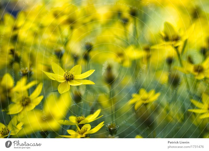 Gelber Traum schön Sommer Garten Umwelt Natur Landschaft Pflanze Blume Blatt Blüte Park Wiese ästhetisch außergewöhnlich frisch hell einzigartig natürlich weich